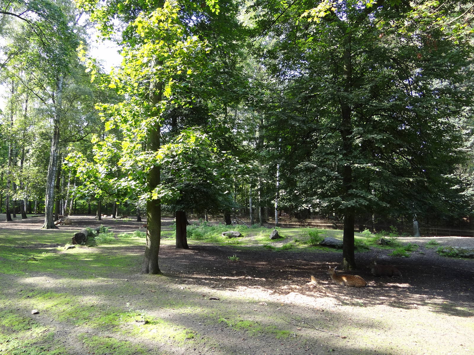 Vietnamese Sika Deer enclosure