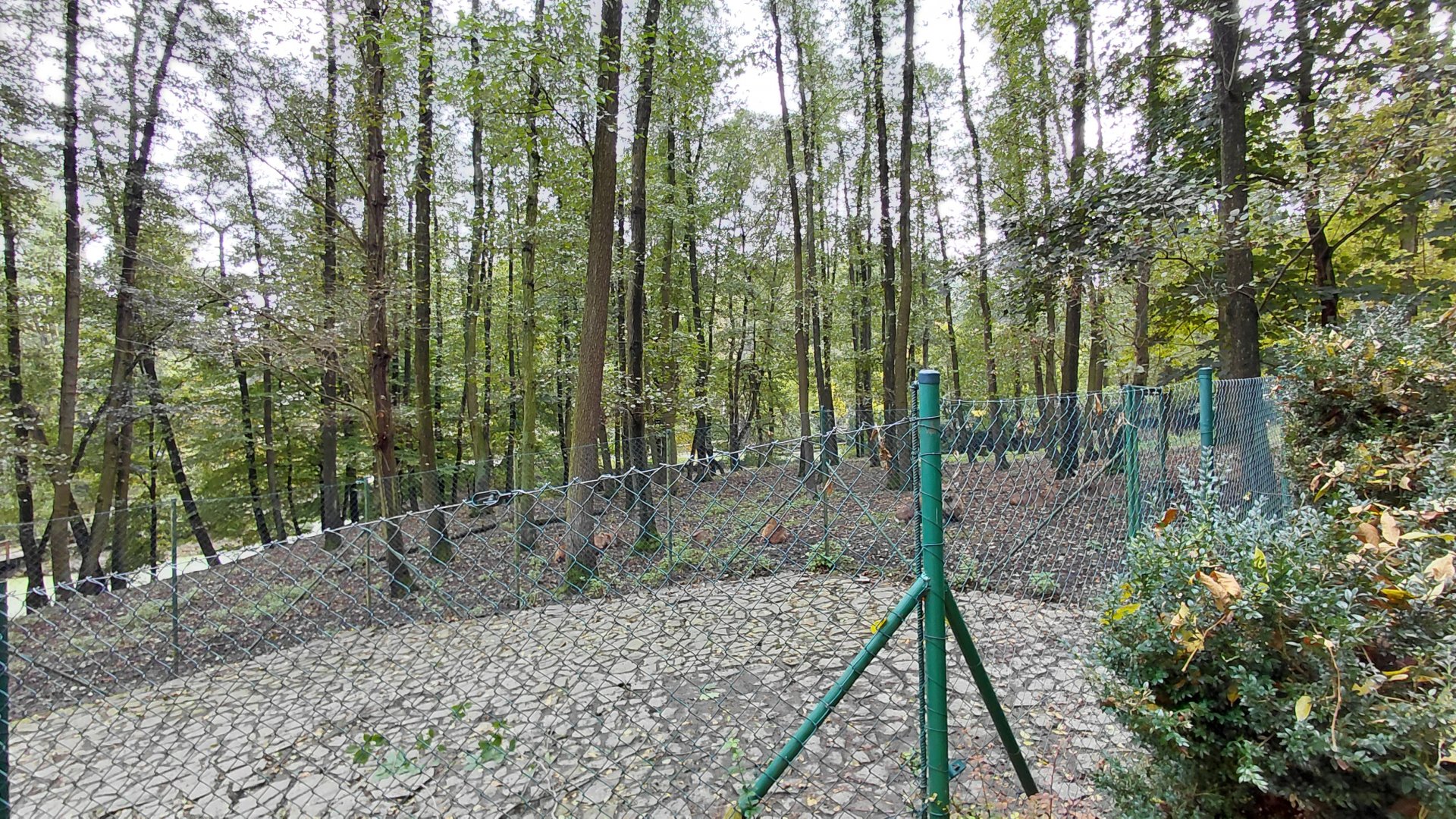 Vietnamese sika deer exhibit