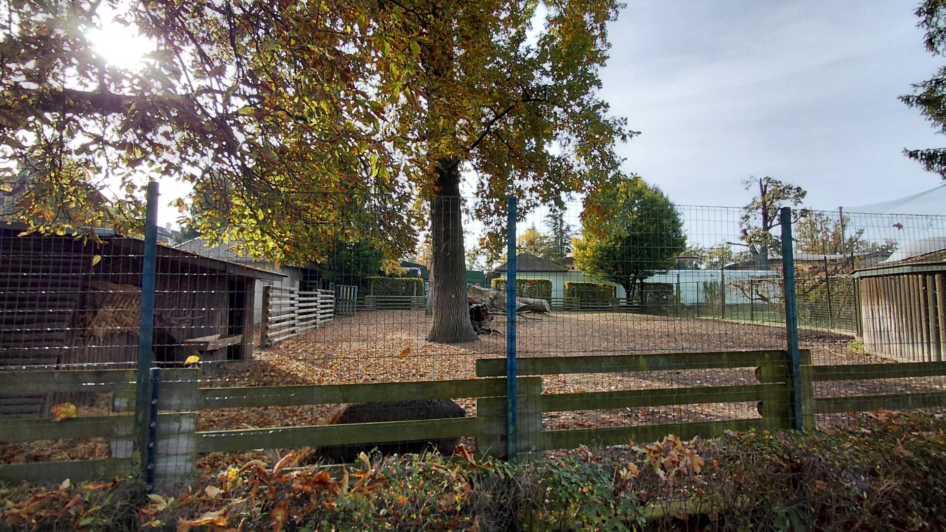Vietnamese sika deer exhibit