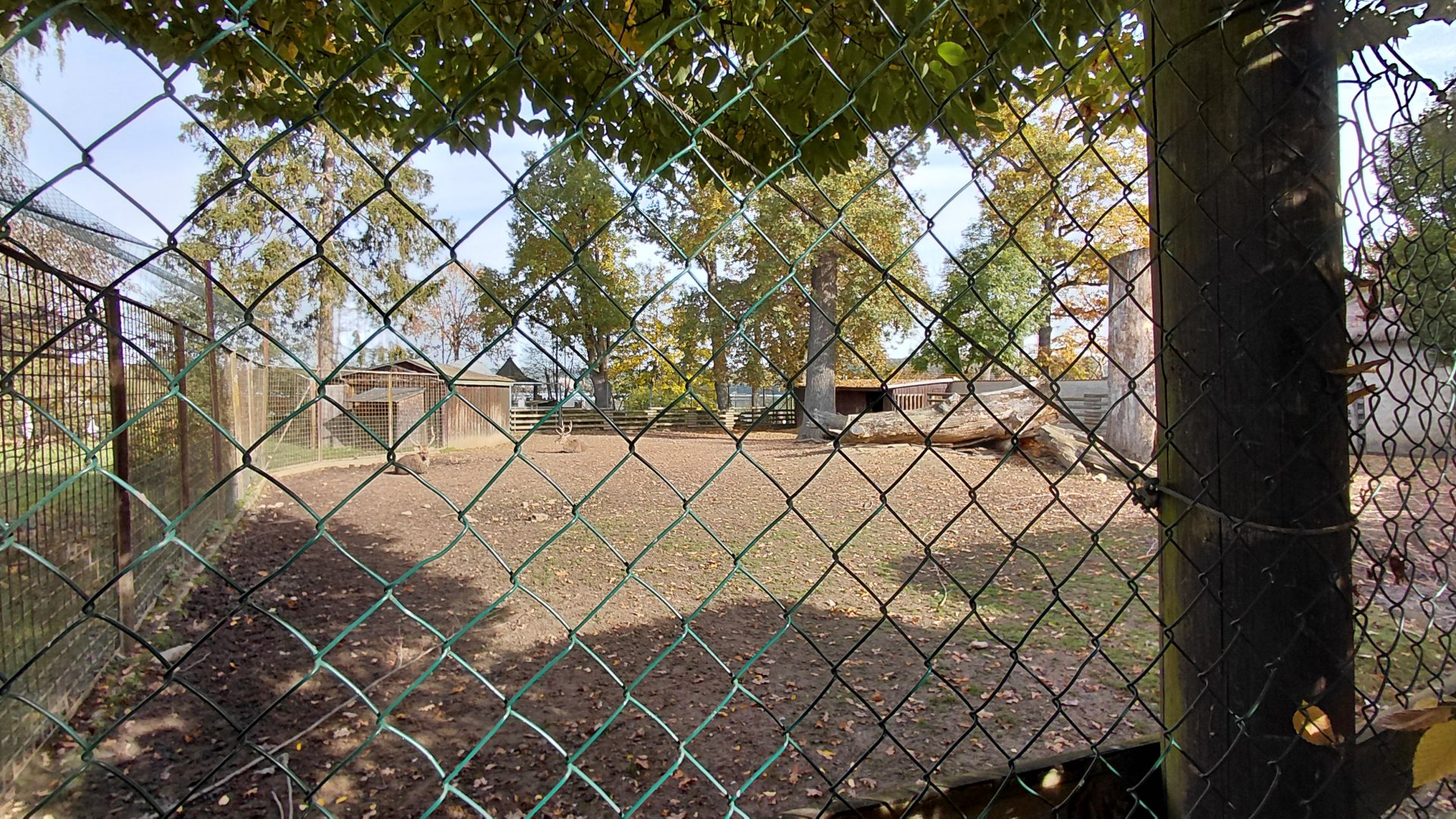Vietnamese sika deer exhibit