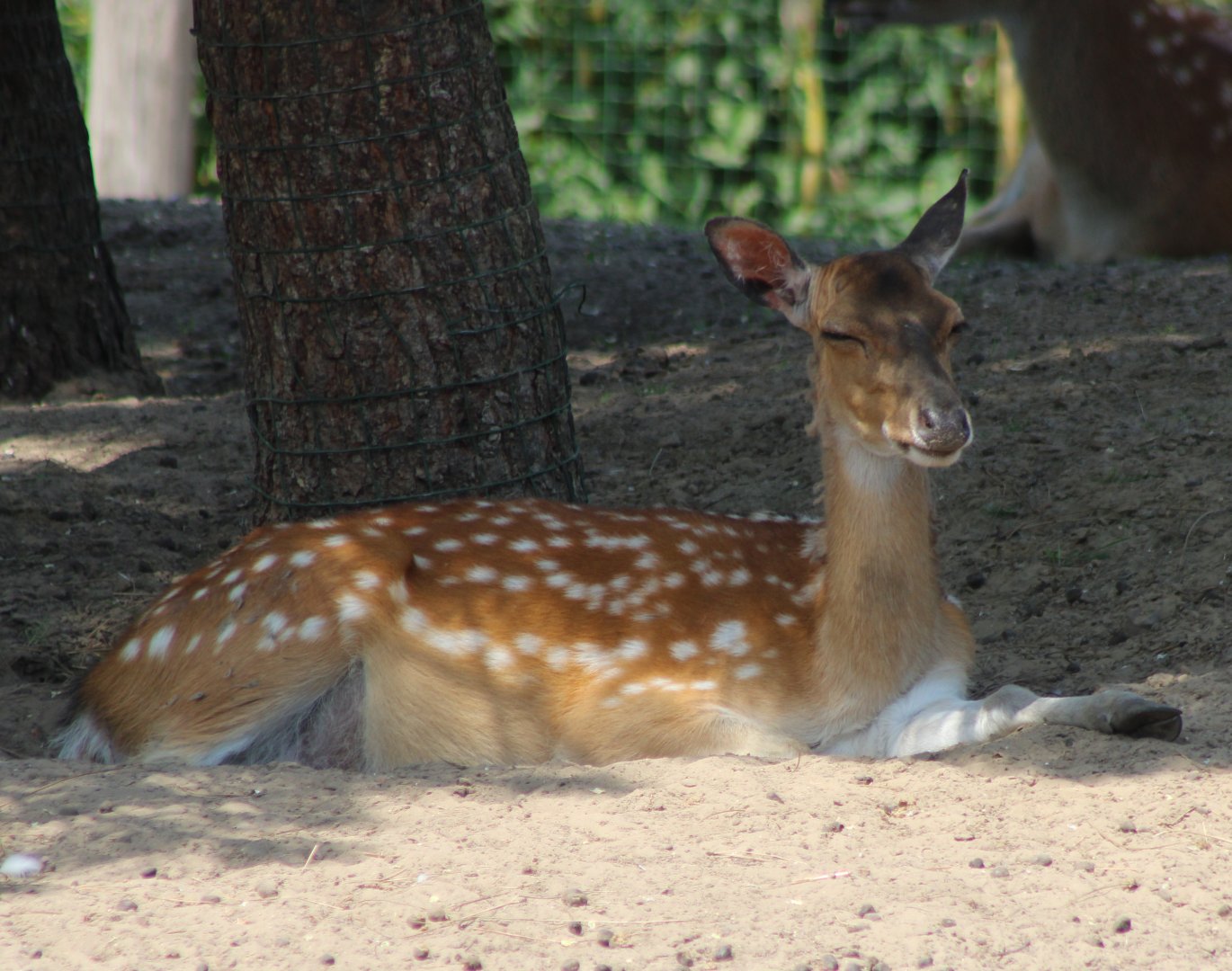 Vietnamese sika deer - female