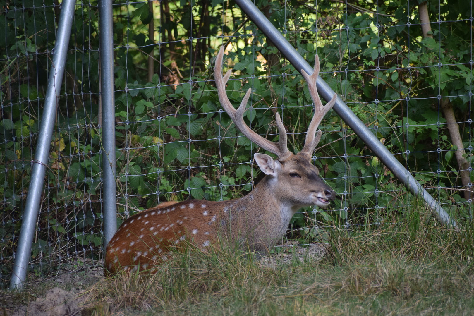 Vietnamese sika deer - July 2023