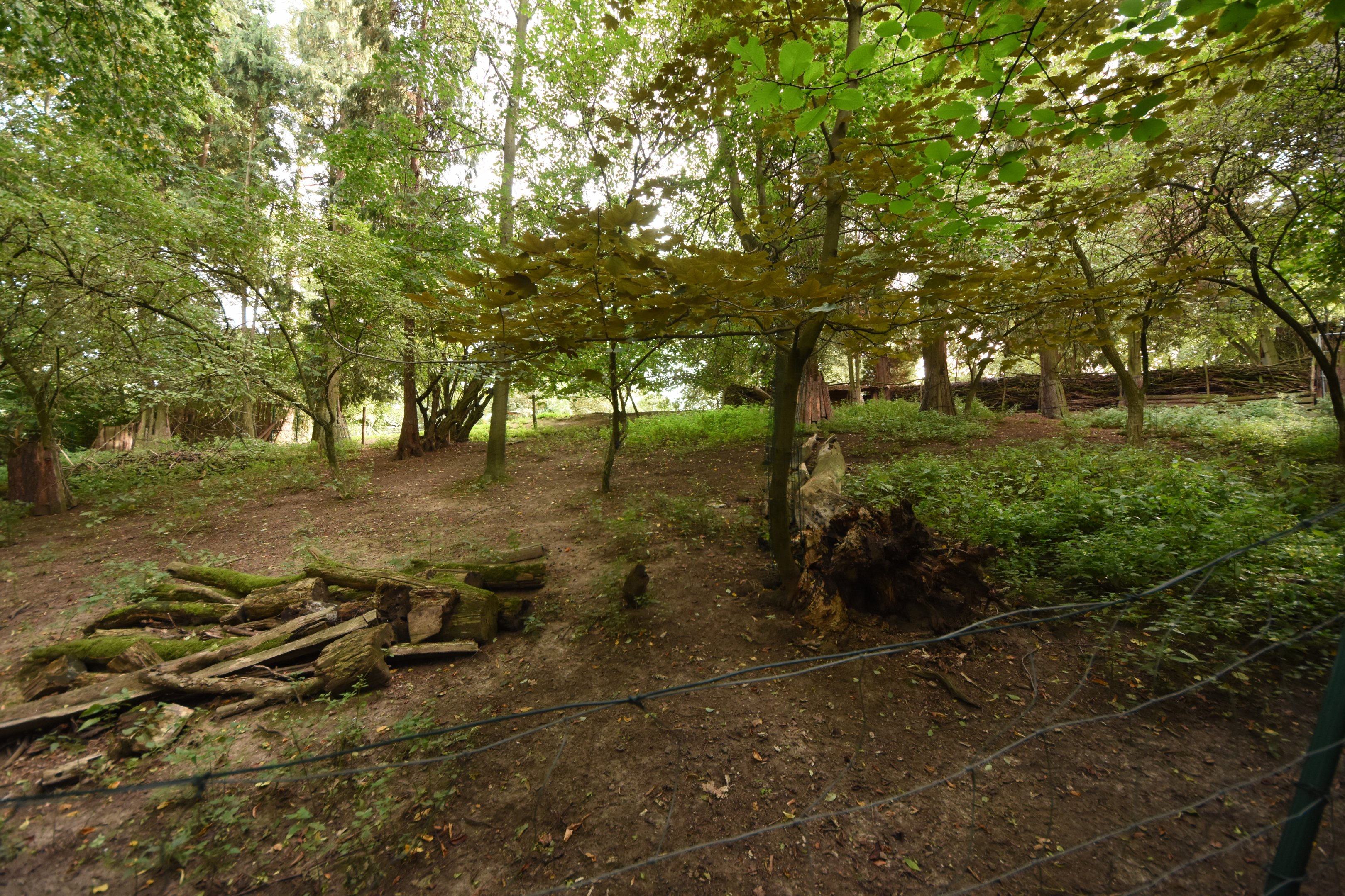 Vietnamese sika deer paddock