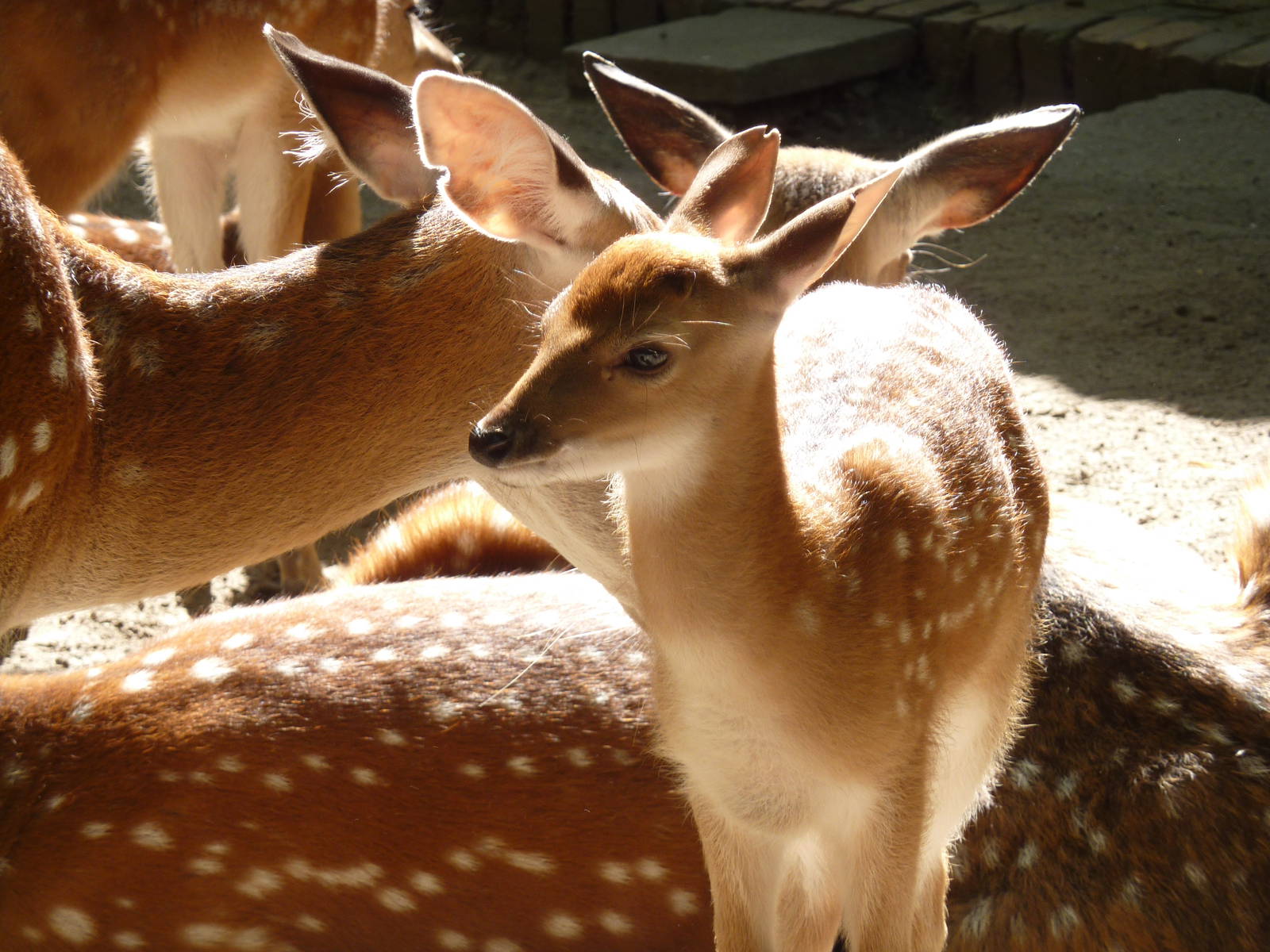 Vietnamese sika deer