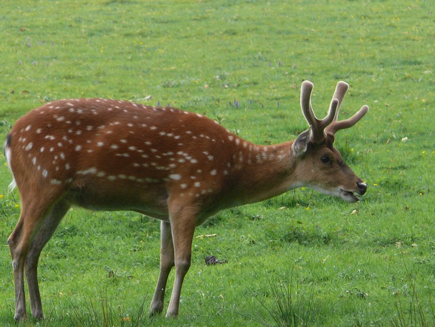 Vietnamese sika deer