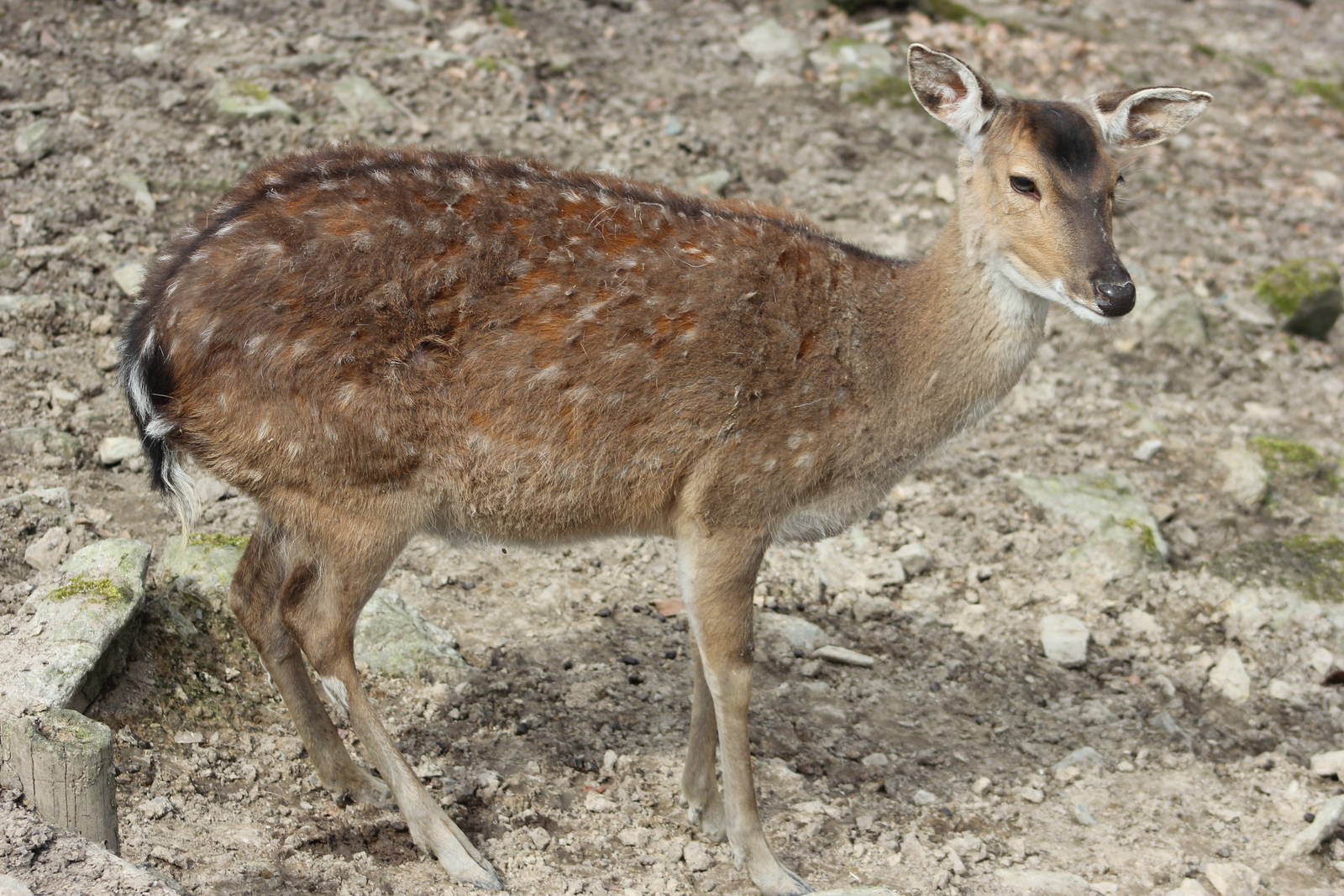 Vietnamese sika deer