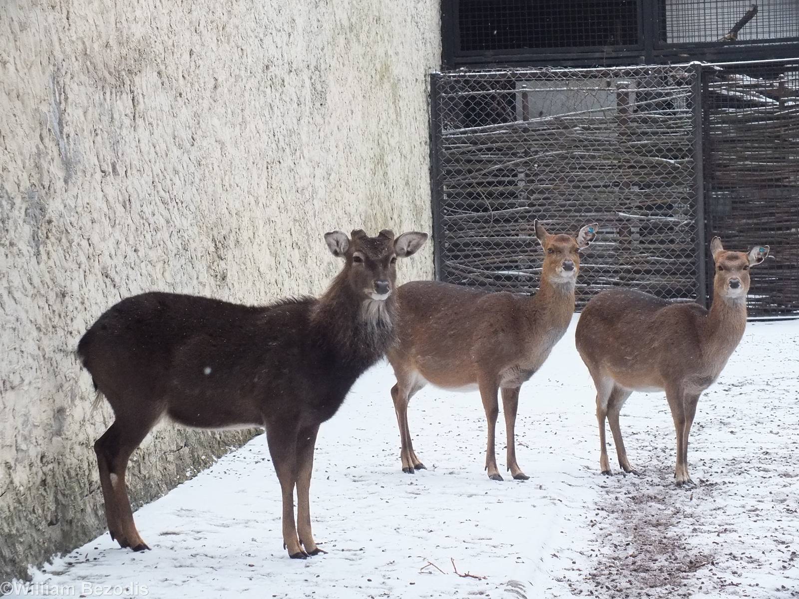 Vietnamese Sika Deer