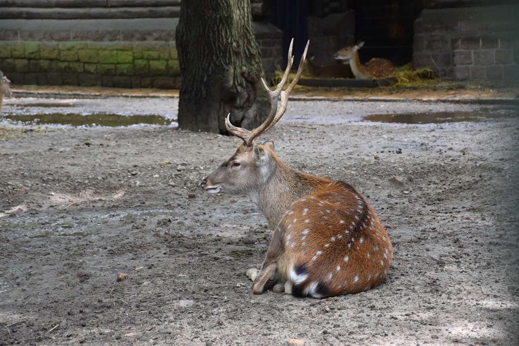 Vietnamese sika deer