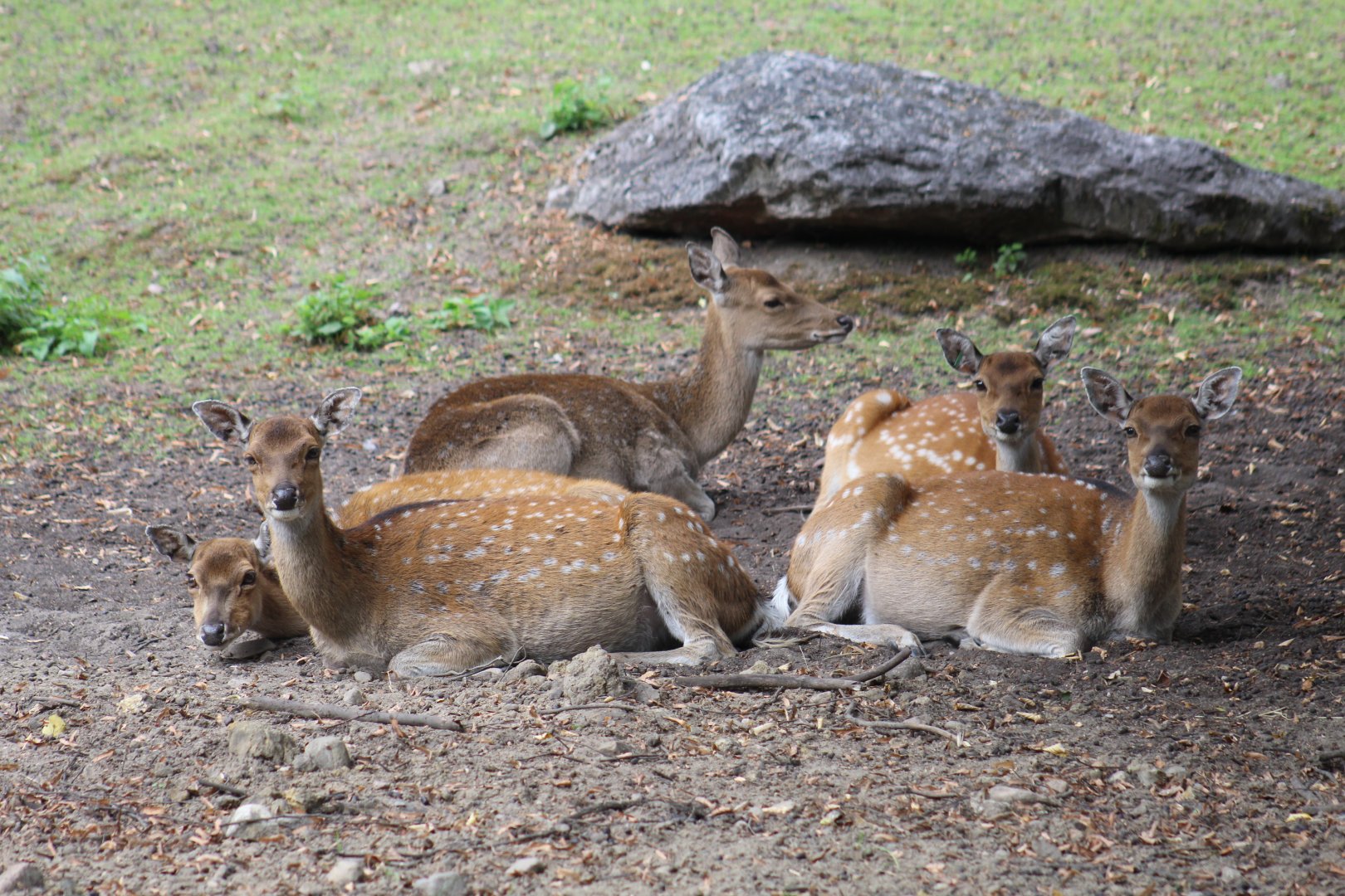 Vietnamese Sika Deer