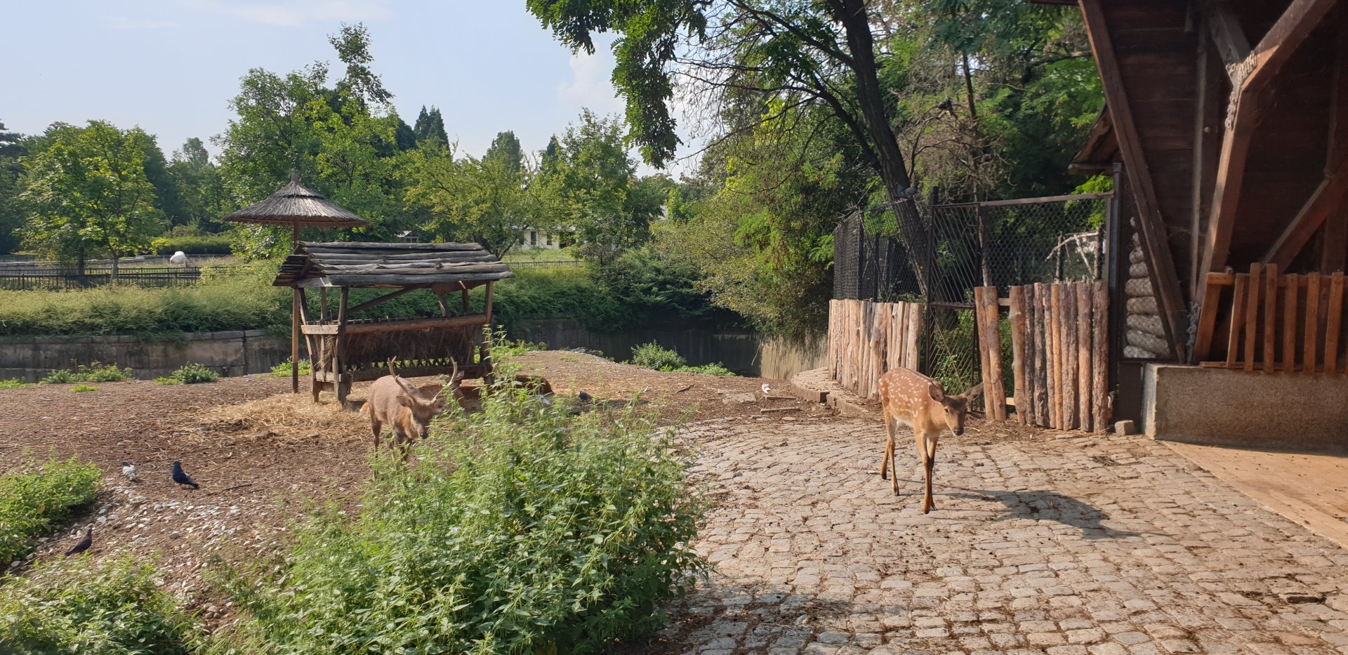 Vietnamese sika deer