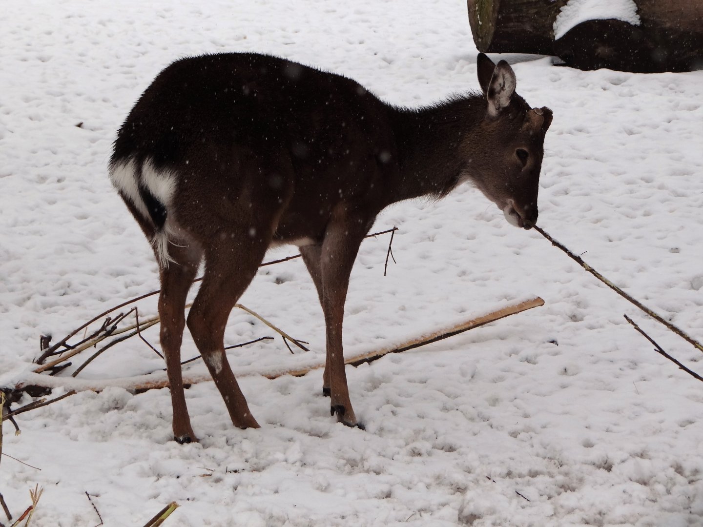 Vietnamese Sika Deer