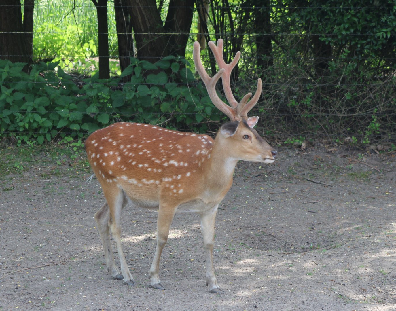 Vietnamese sika deer