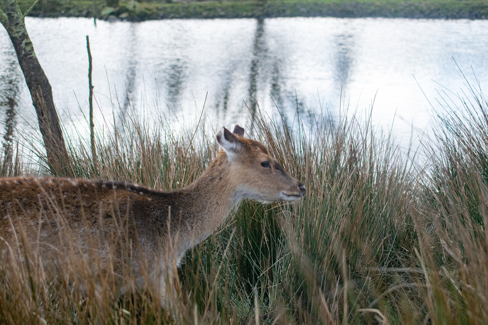 Vietnamese Sika Deer