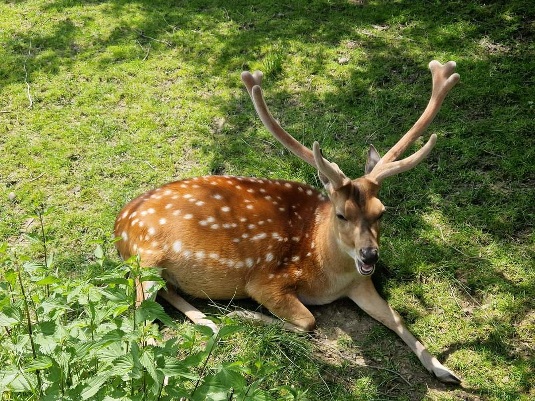 Vietnamese sika deer