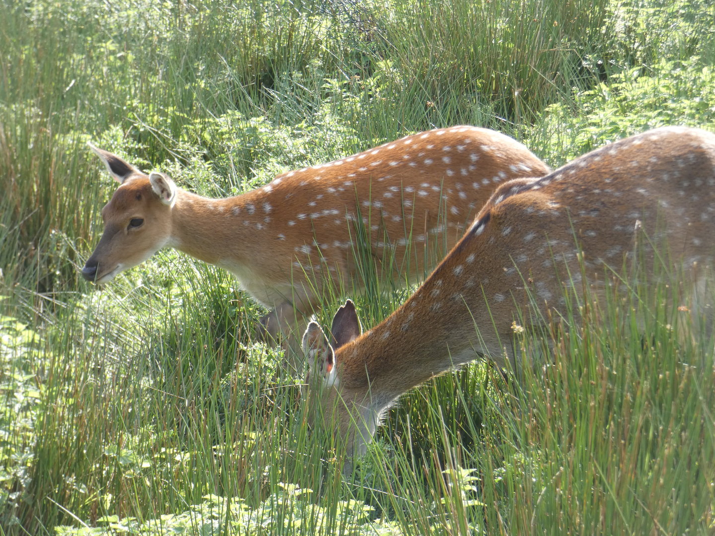 Vietnamese sika deer