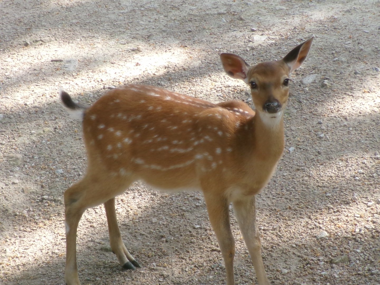 Vietnamese sika deer