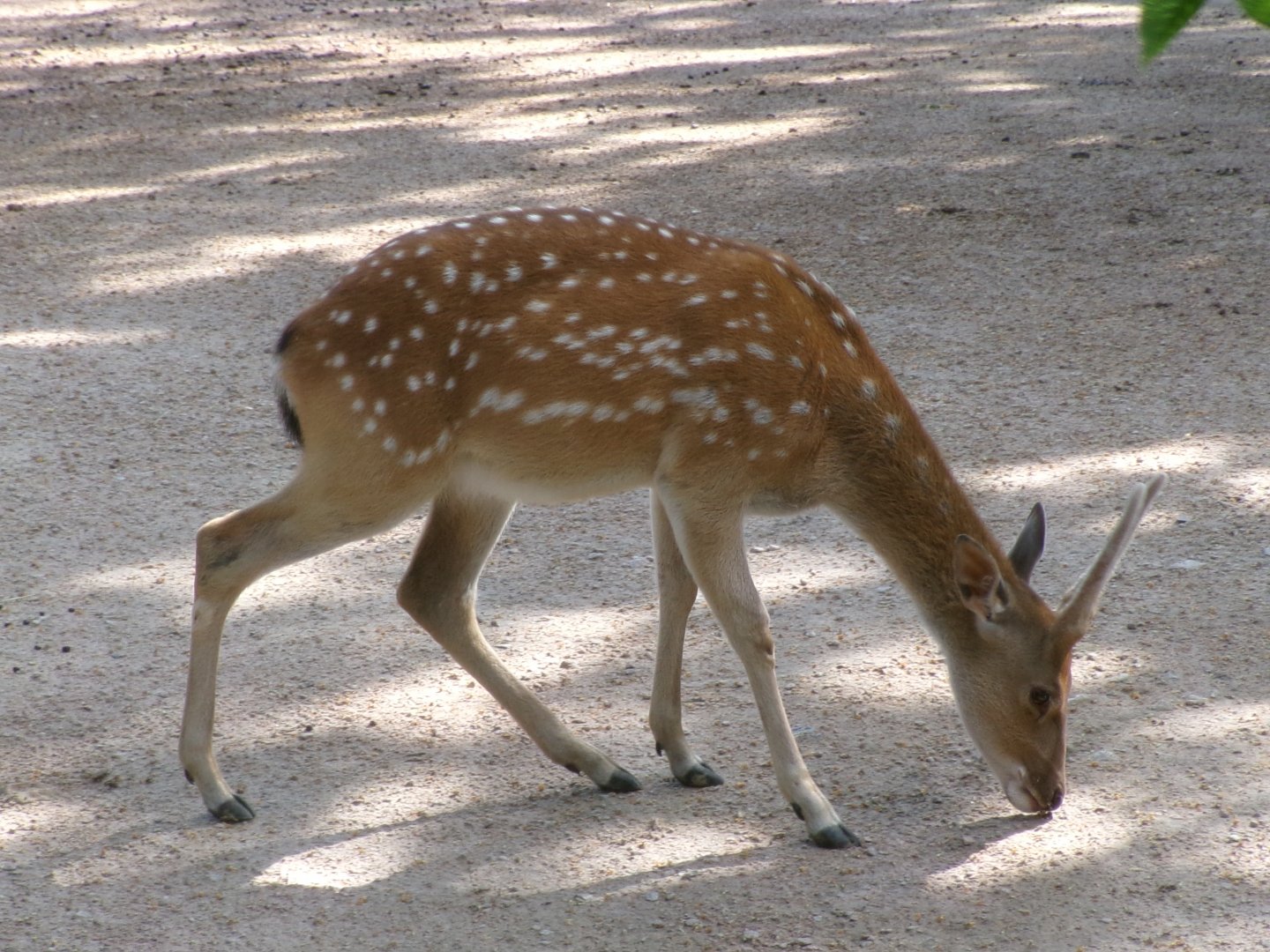 Vietnamese sika deer