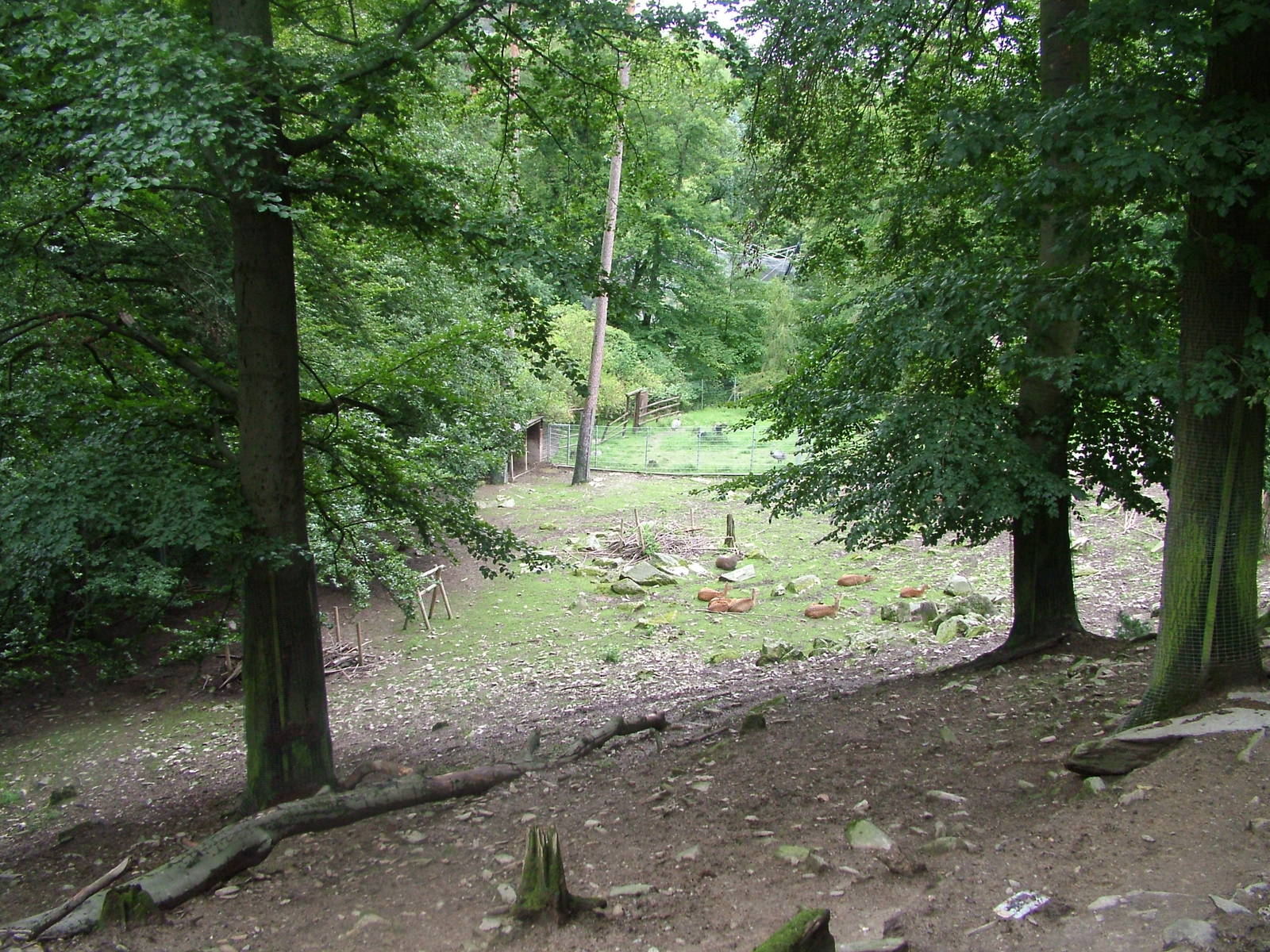 Vietnamese Sika Exhibit at Opel-Zoo Kronberg, 30/08/10