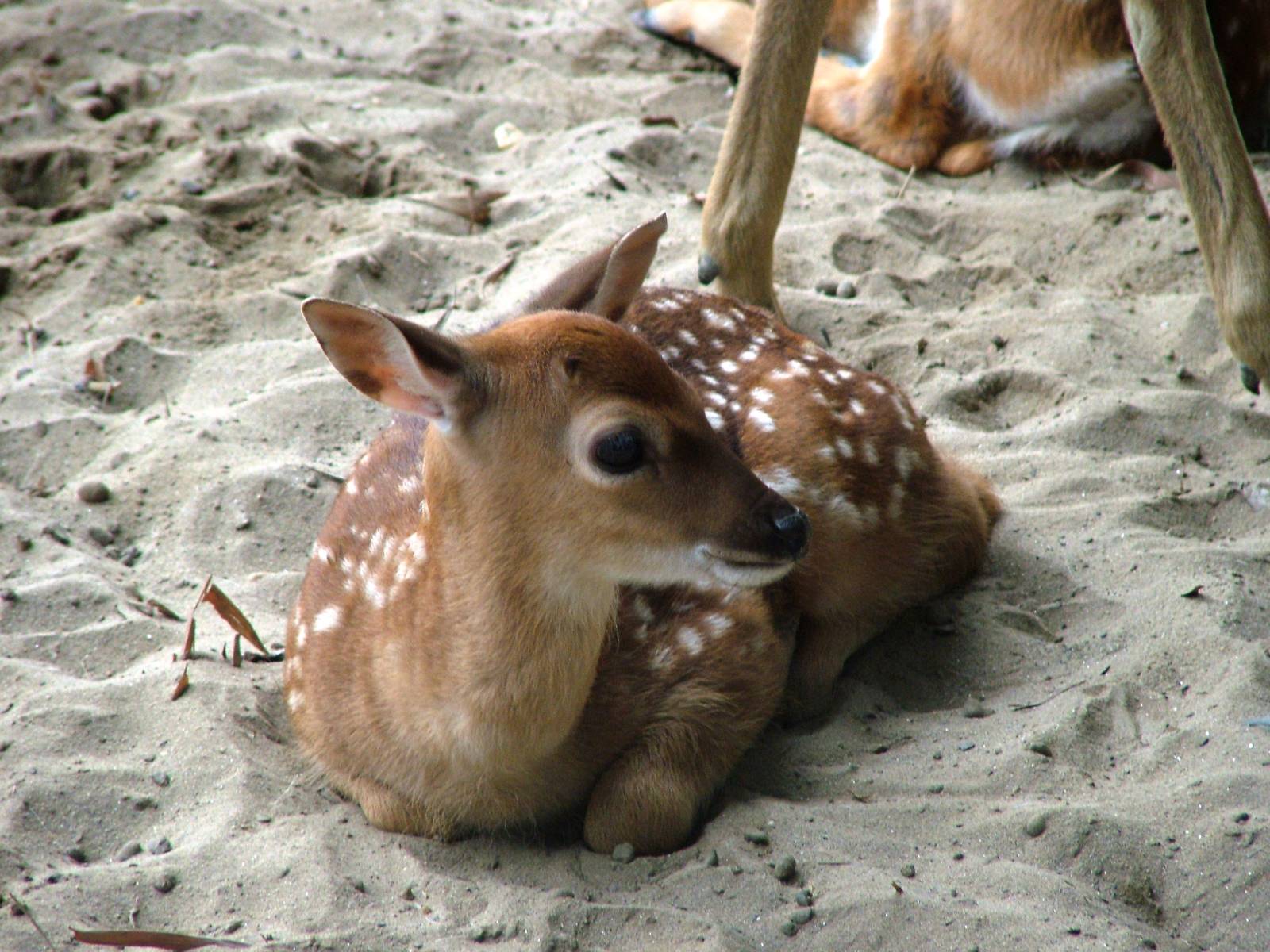 Vietnamese Sika Fawn at Hanoi Zoo, 15/03/12