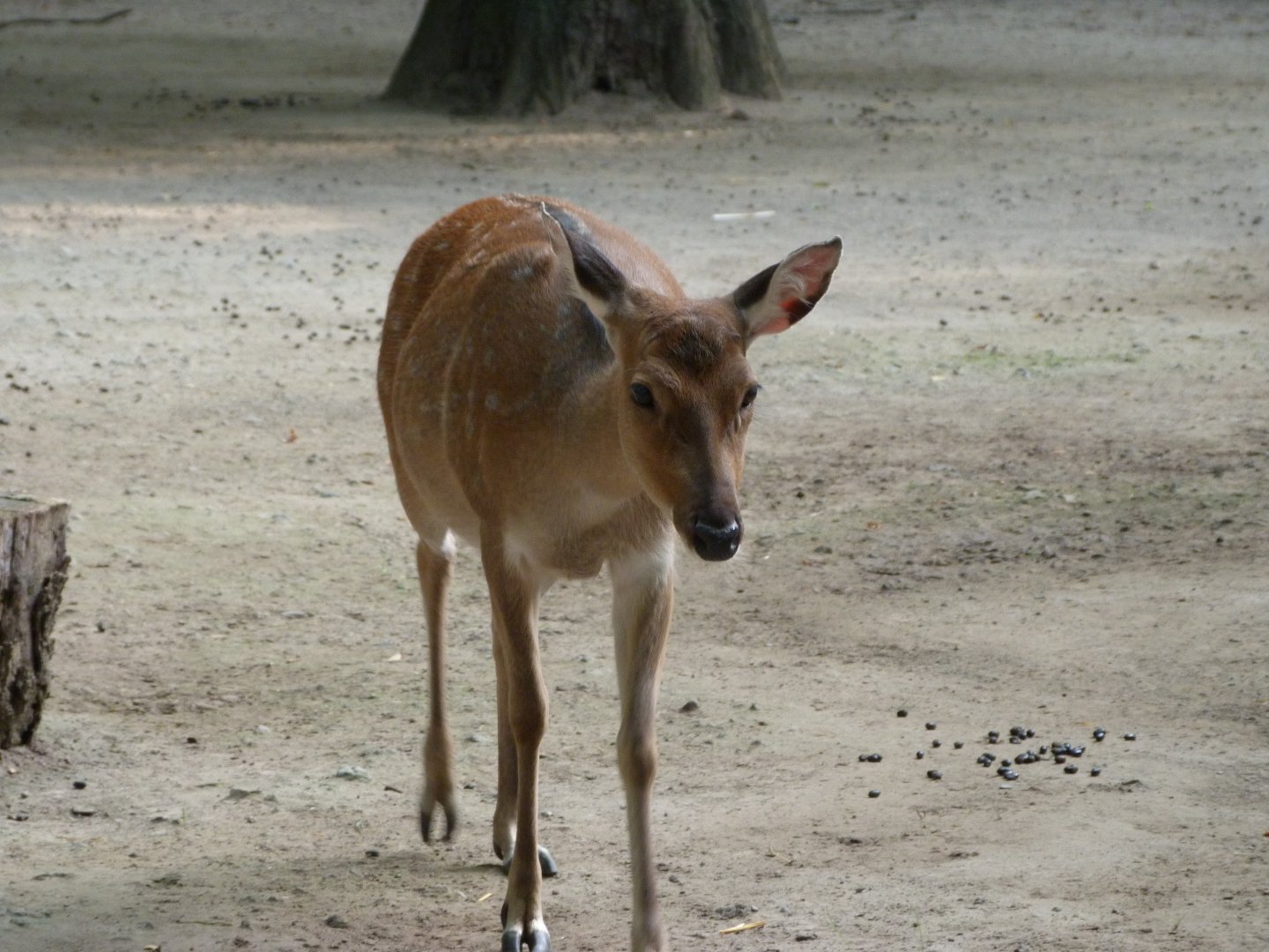 Vietnamese sika -Tierpark Berlin (2024)