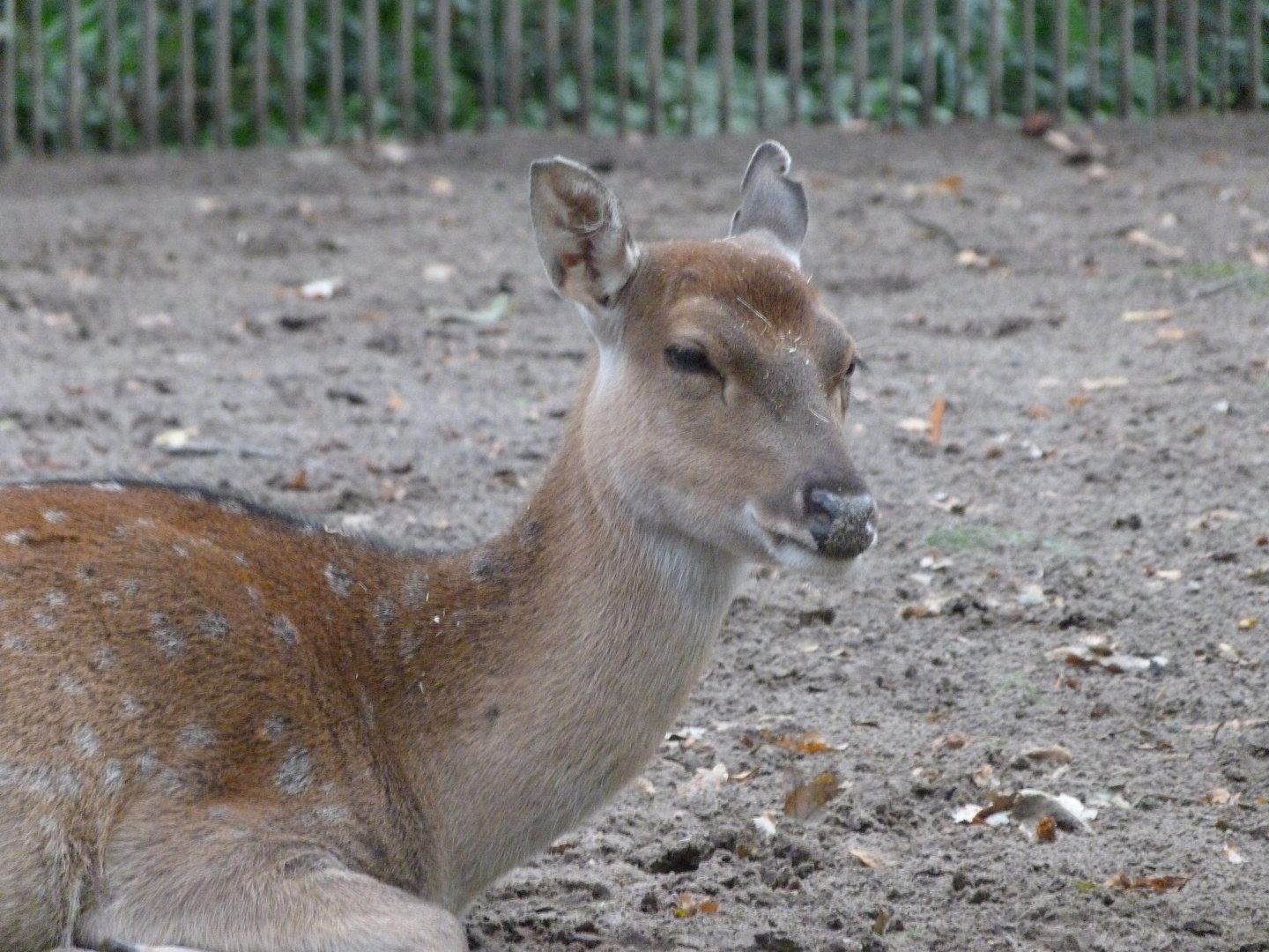 Vietnamese sika -Tierpark Berlin (2024)