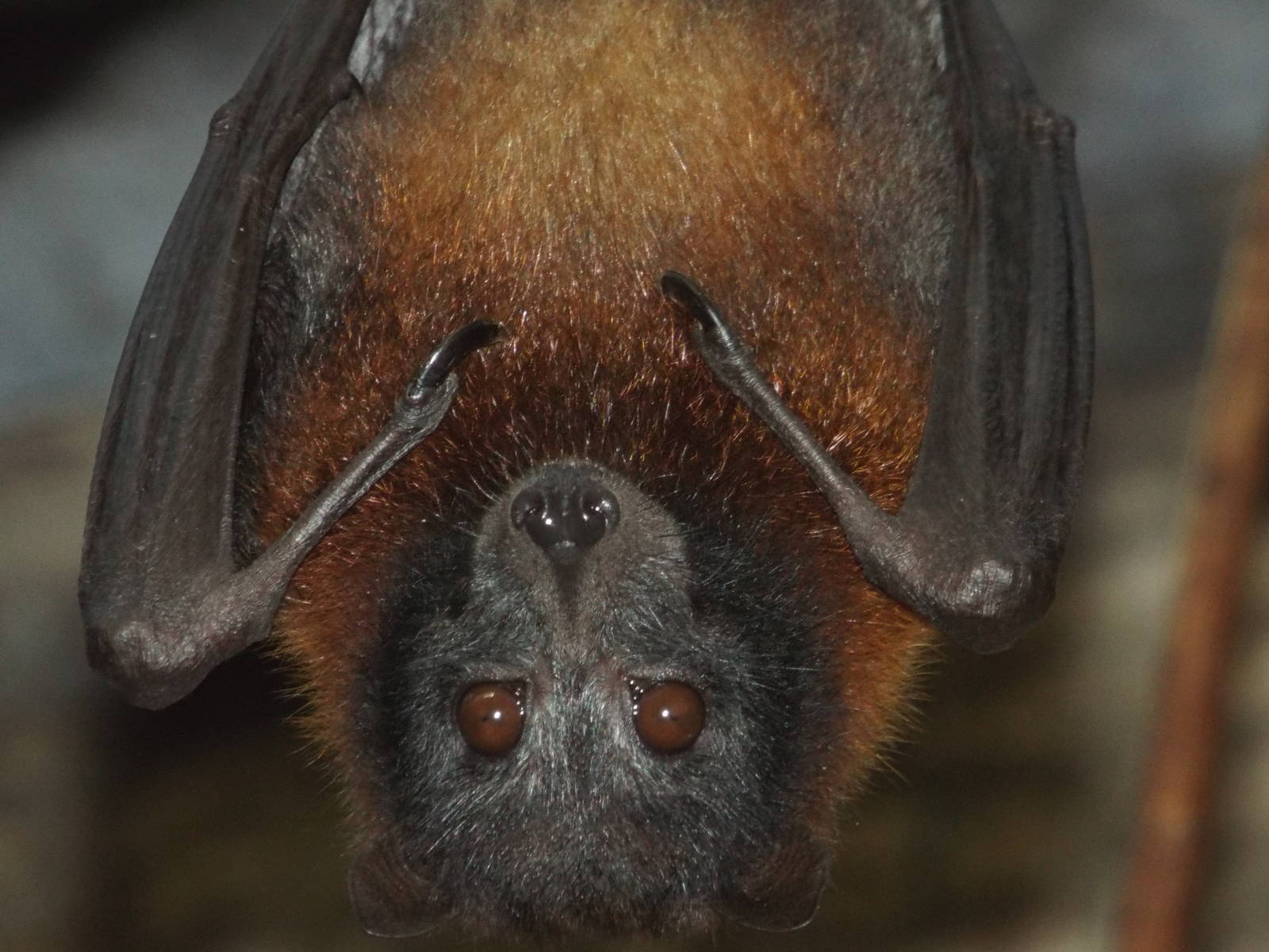 Vietnamese Small Flying Fox (Pteropus hypomelanus condorensis) at at Zoo Le
