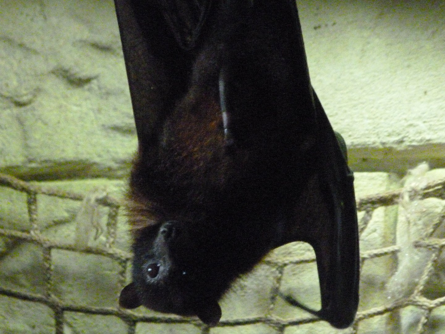 Vietnamese small flying fox -Zoo d'Asson (2025)