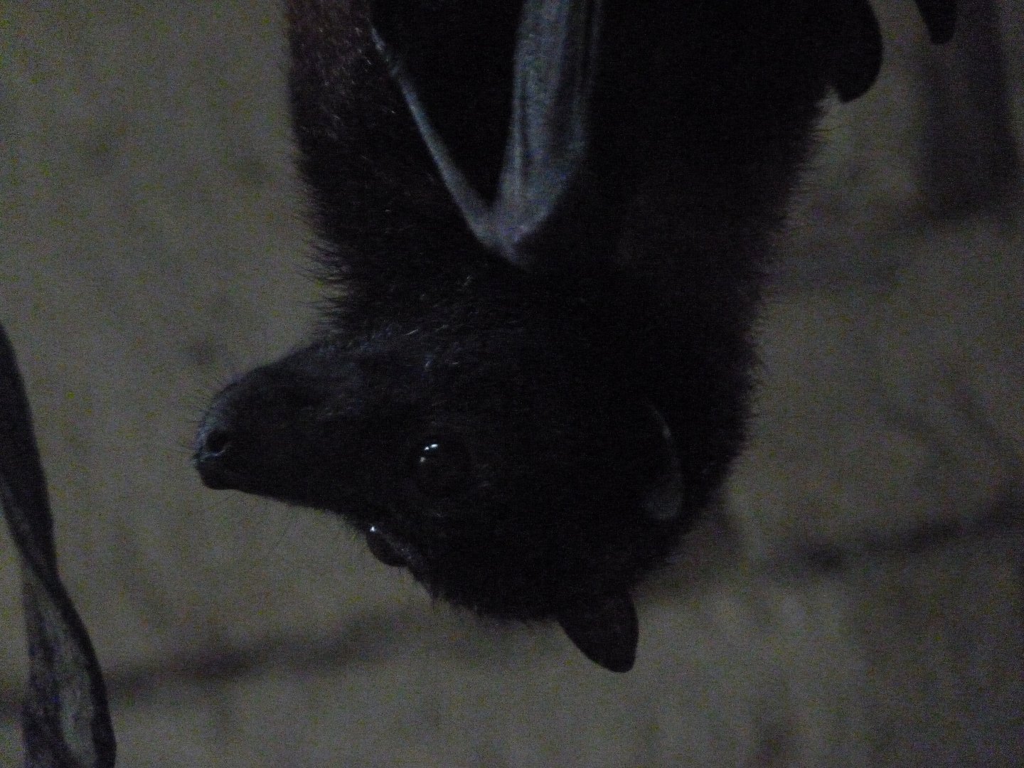 Vietnamese small flying fox -Zoo d'Asson (2025)