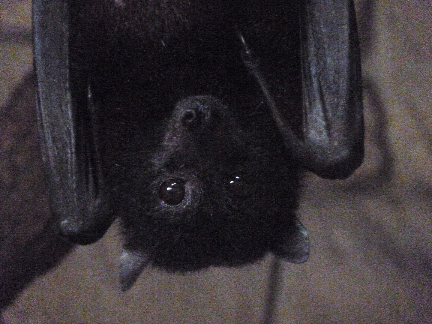 Vietnamese small flying fox -Zoo d'Asson (2025)