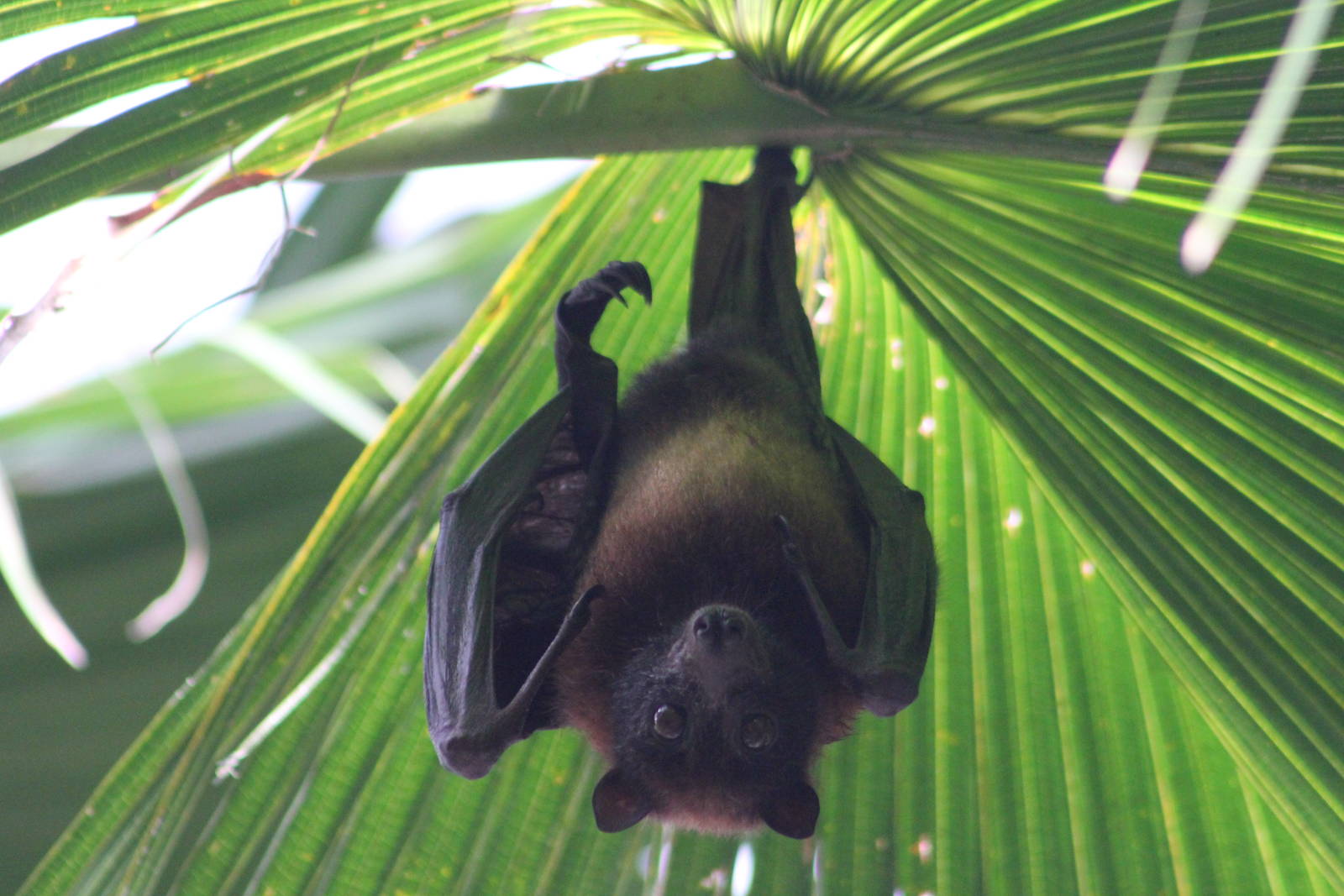 Vietnamese small flying fox