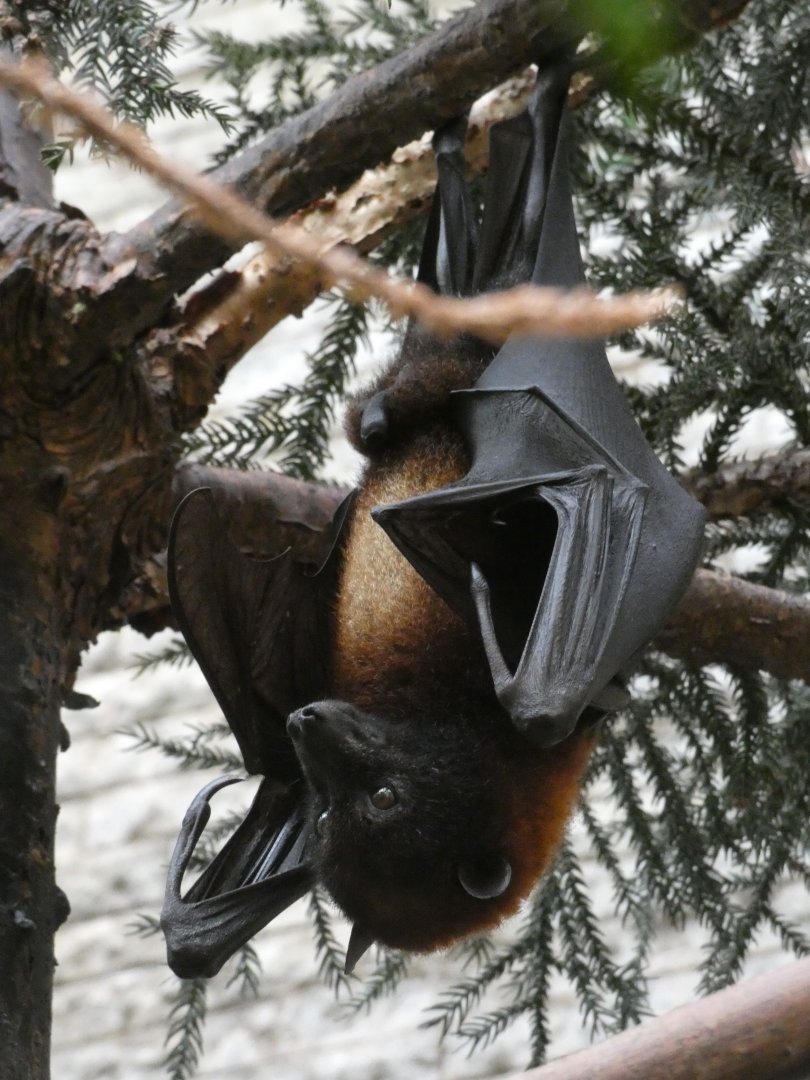Vietnamese Small Flying Fox