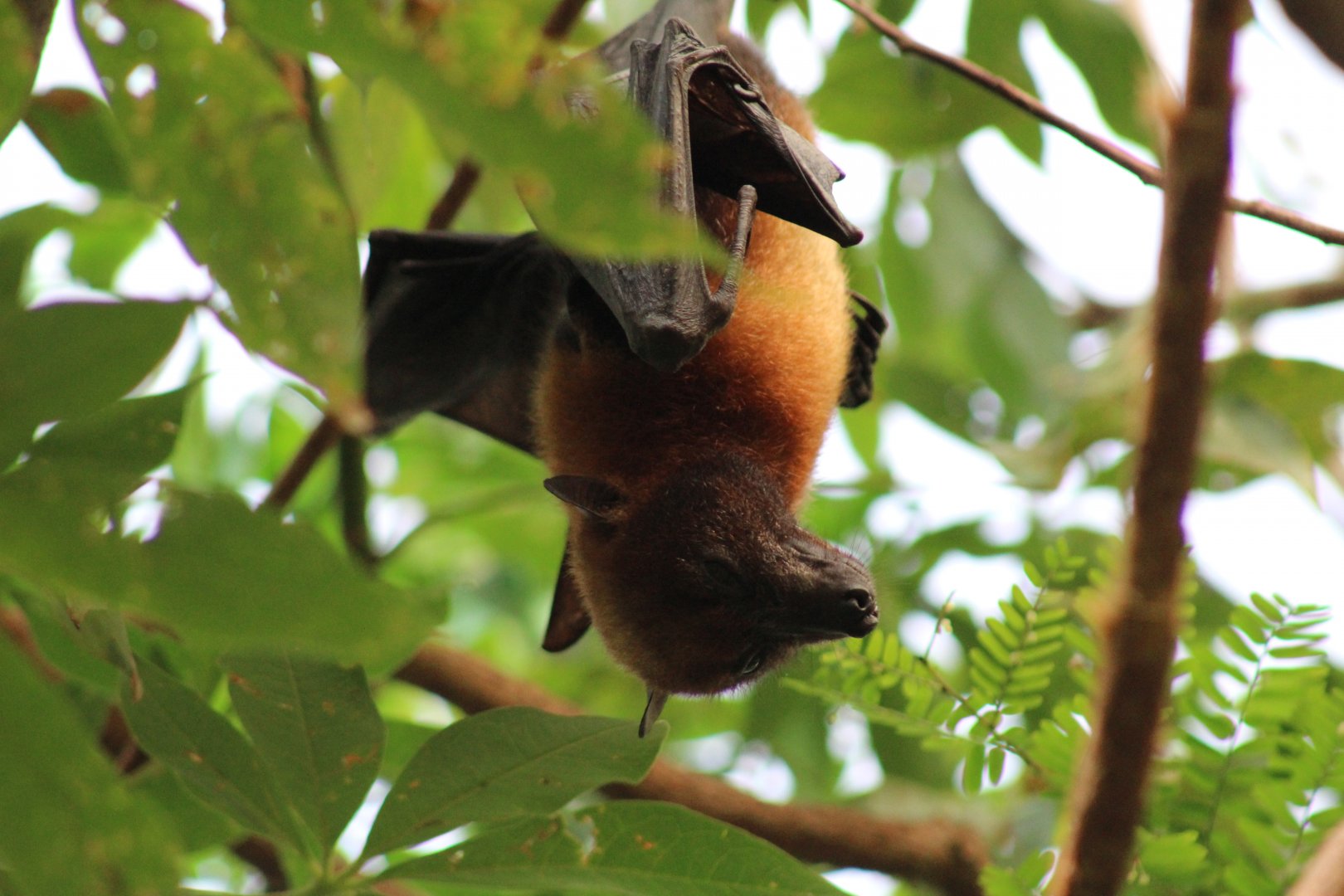 Vietnamese Small Flying Fox