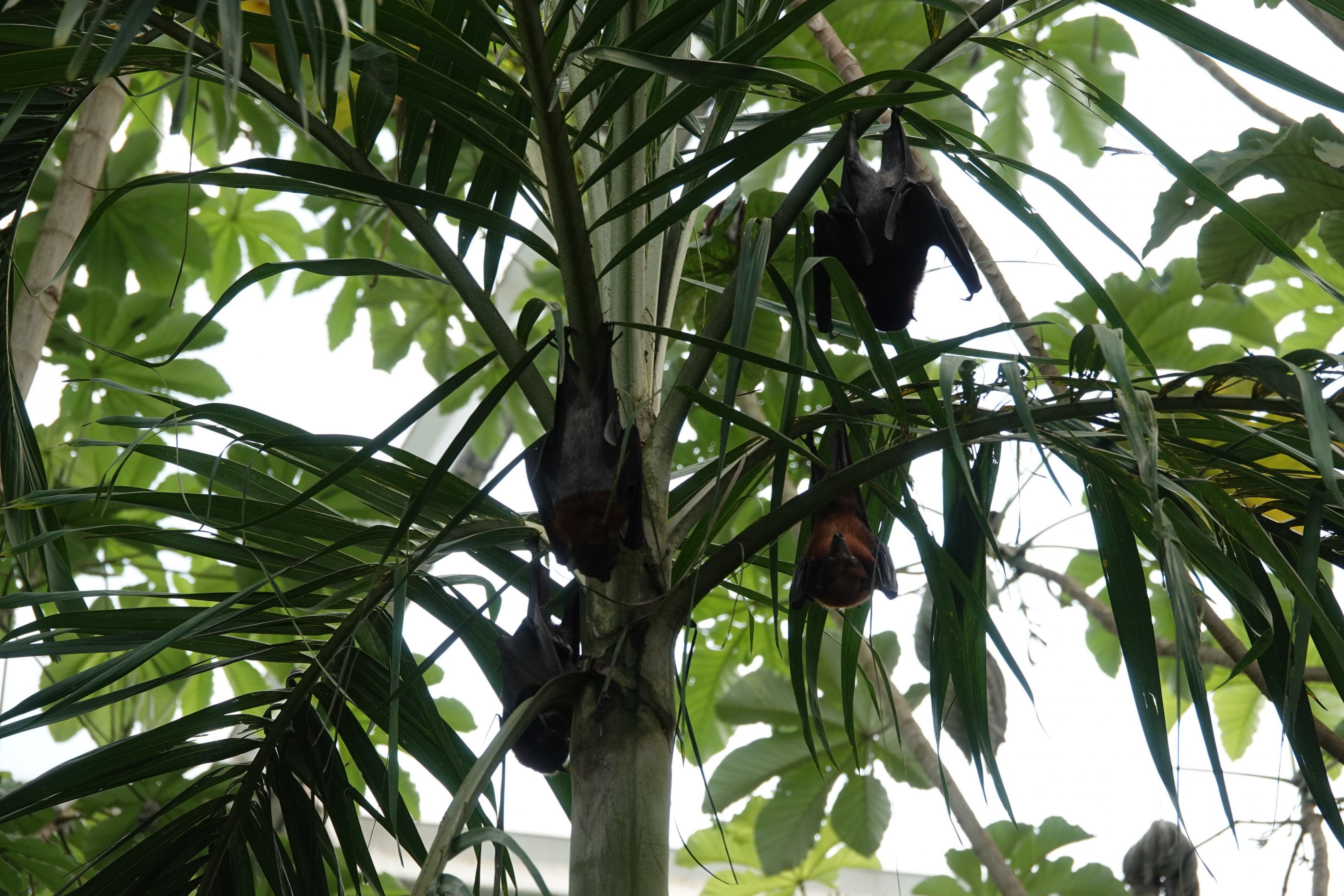 Vietnamese small flying fox