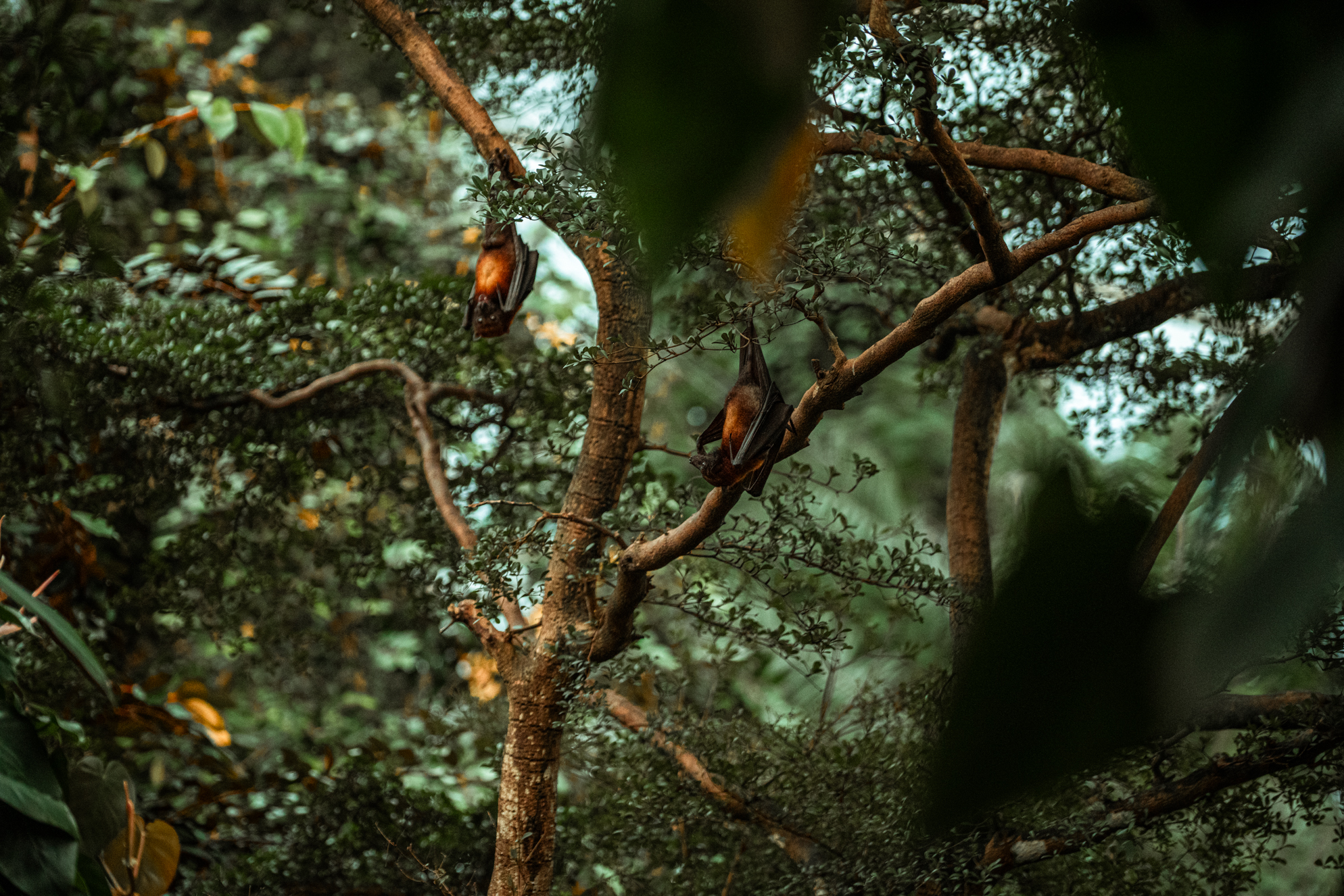 Vietnamese small flying fox