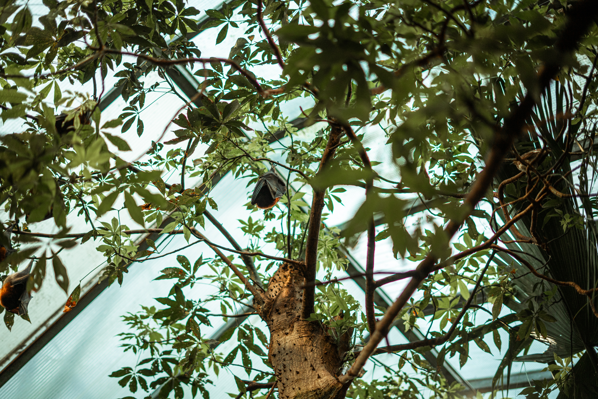 Vietnamese small flying fox