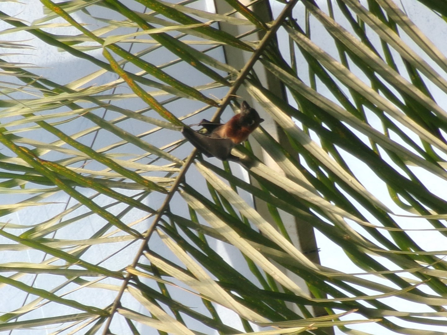 Vietnamese small flying fox