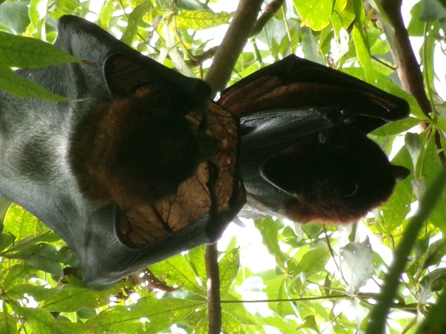 Vietnamese small flying fox