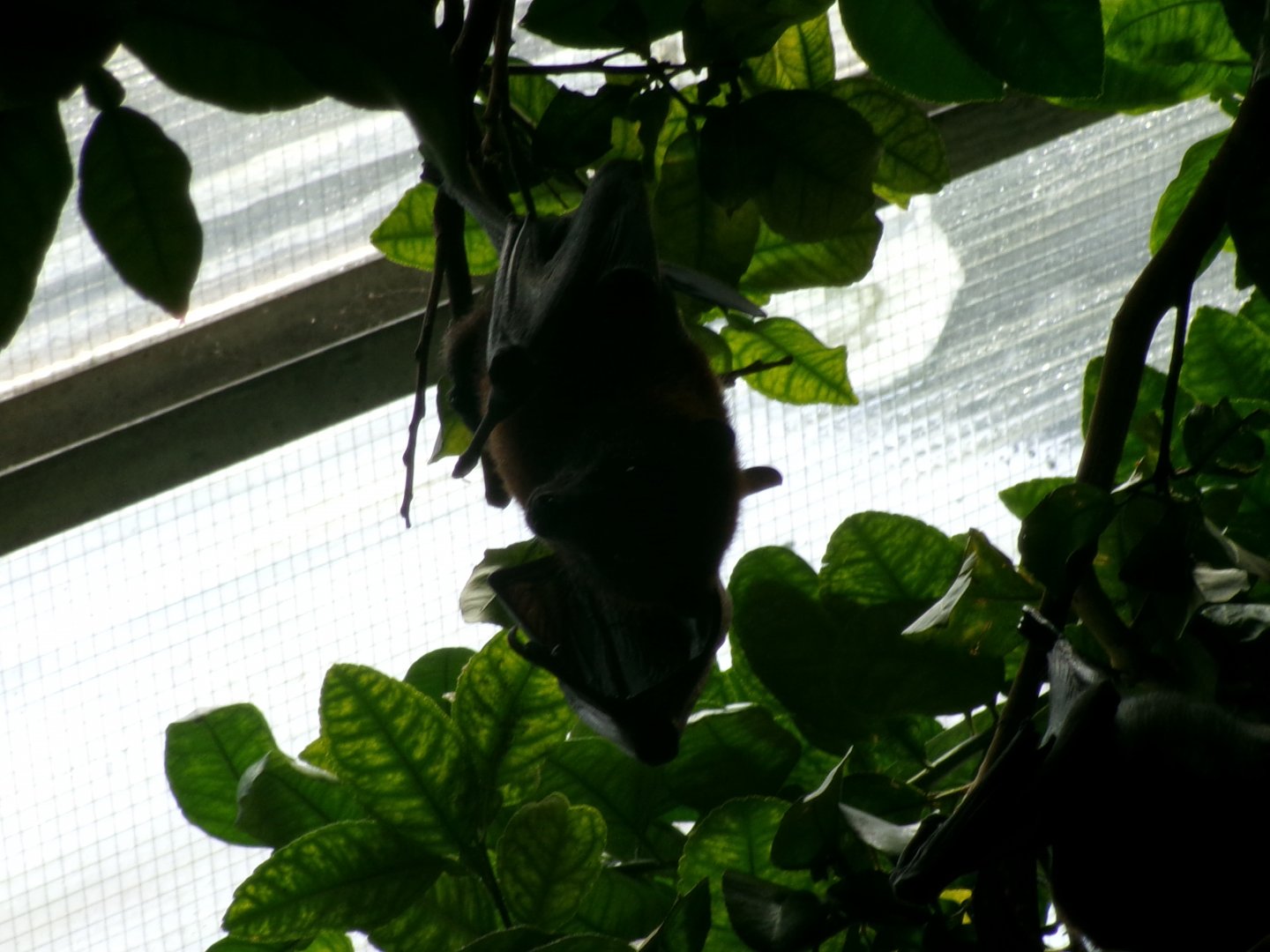 Vietnamese small flying fox