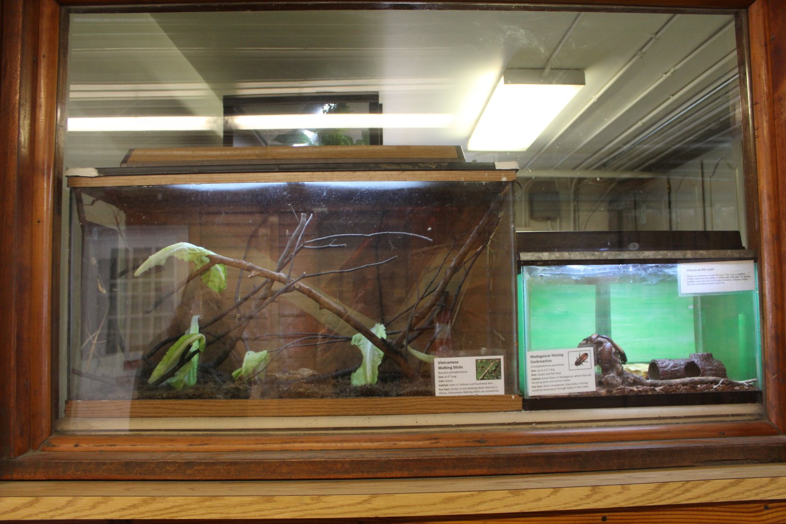 Vietnamese Stick Inscect + Madagascar Hissing Cockroach Terrariums - Discovery Barn