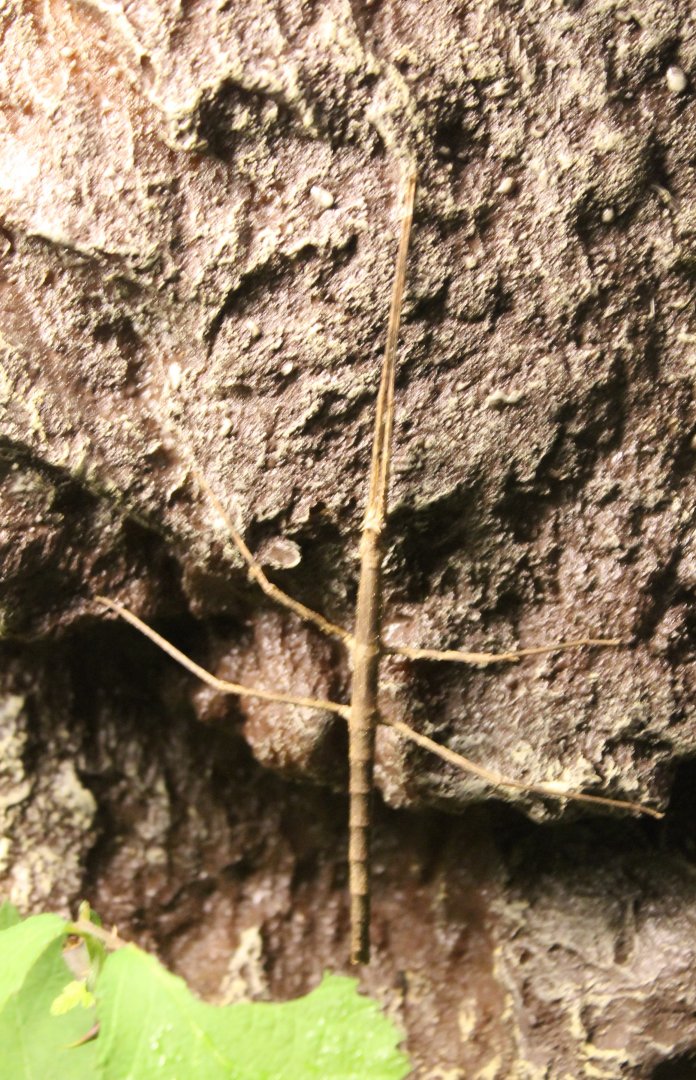 Vietnamese stick insect
