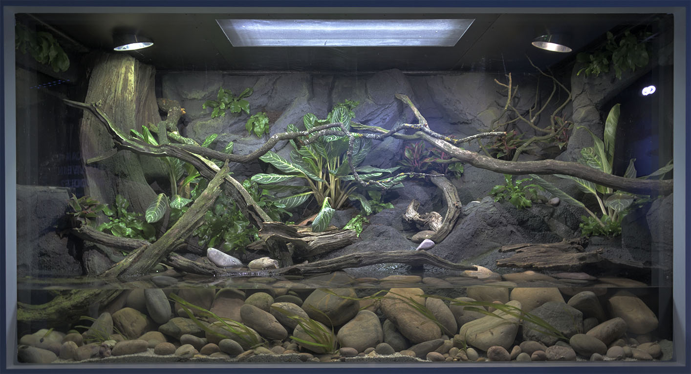 Vietnamese stream exhibit