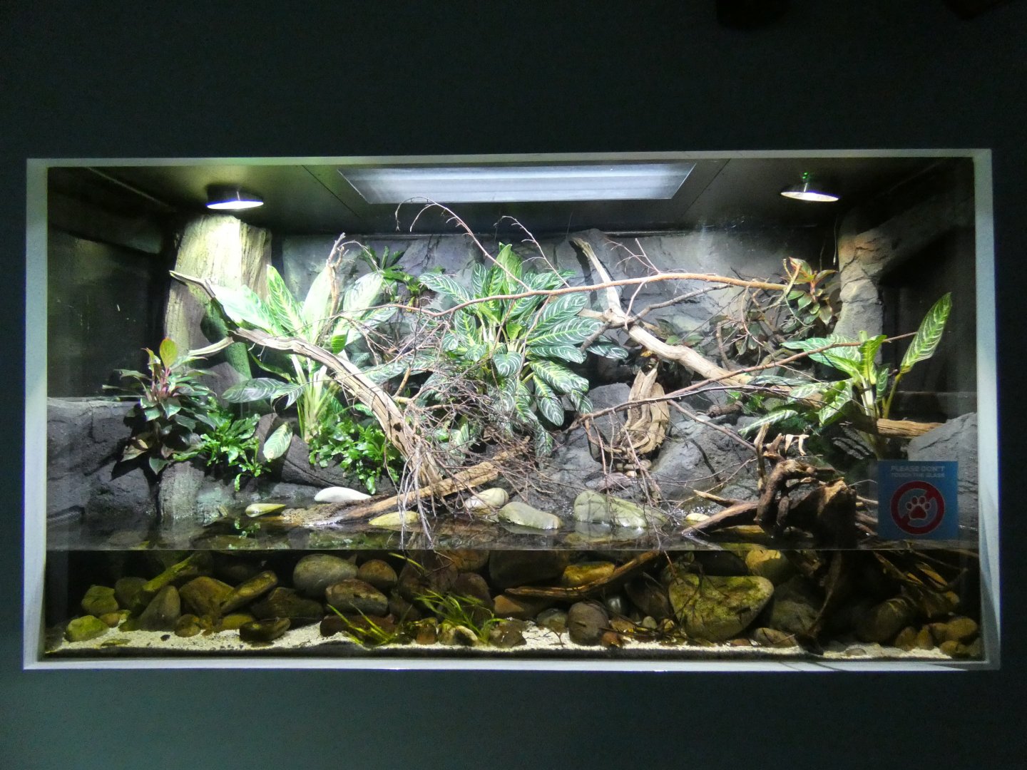 Vietnamese stream themed tank in the Aquarium