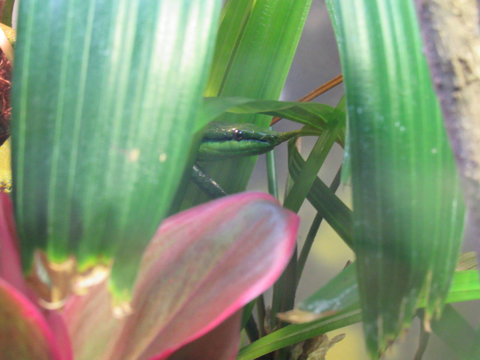 Vietnamese_Leaf-Nosed_Snake