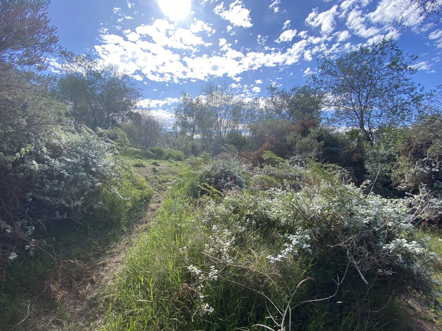 View 2 of serval enclosure