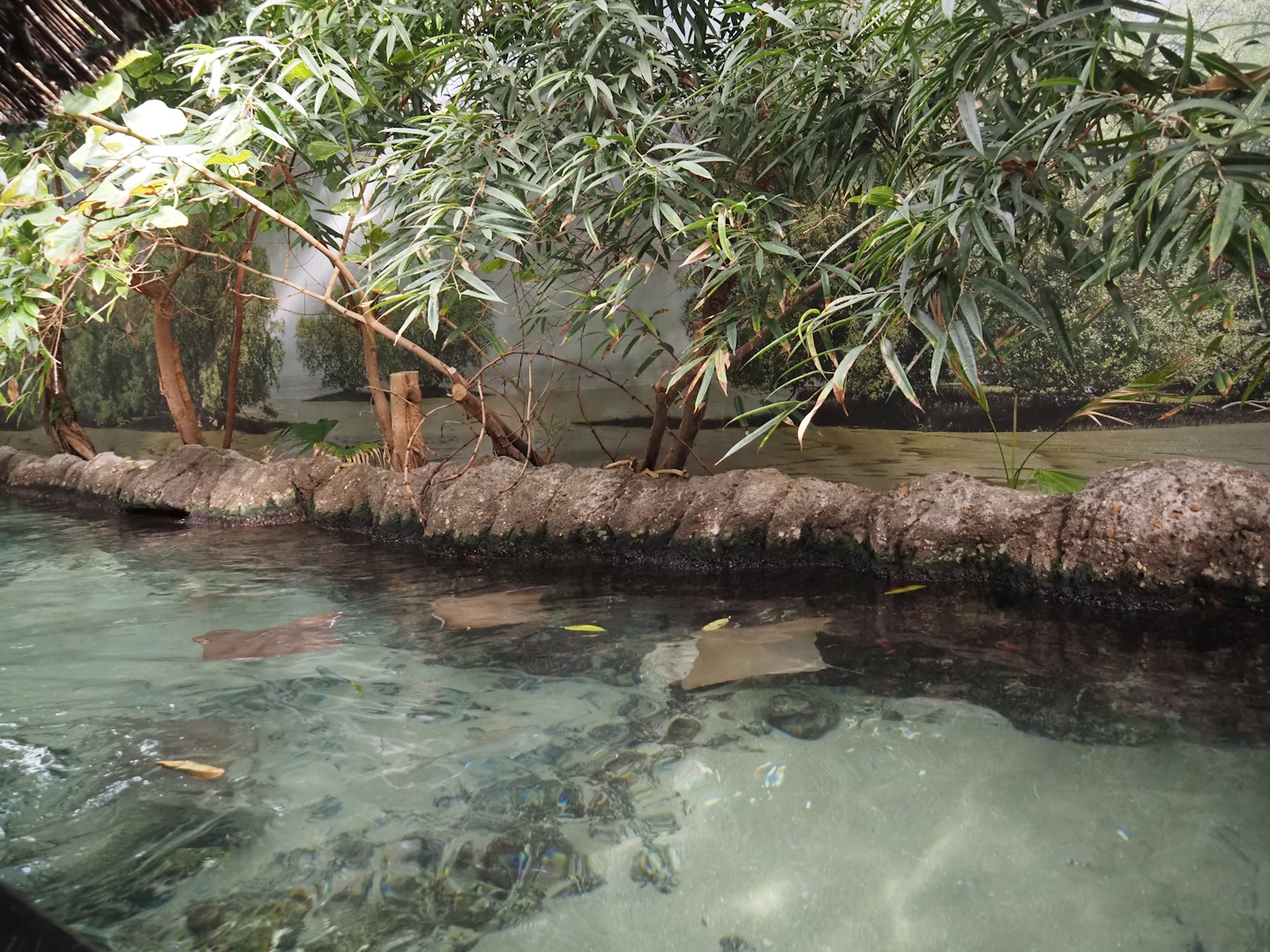 View above first Atlantic mangrove tank, 2024-06-30