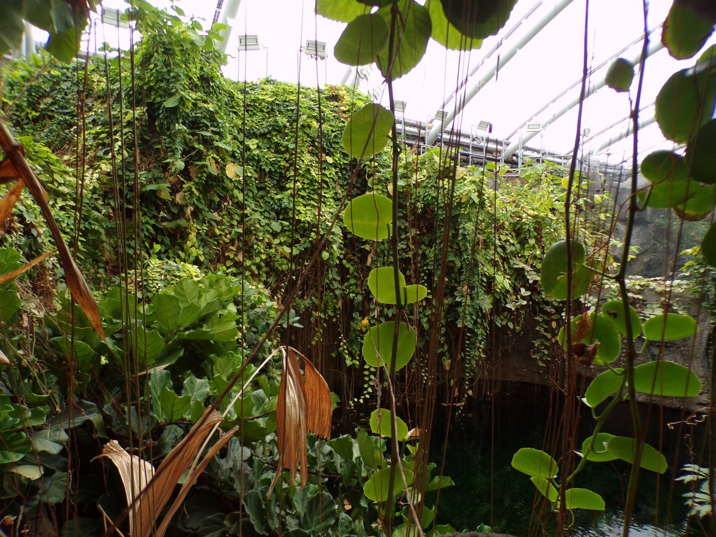 View above the Sunda Gharial pool 29.6.24