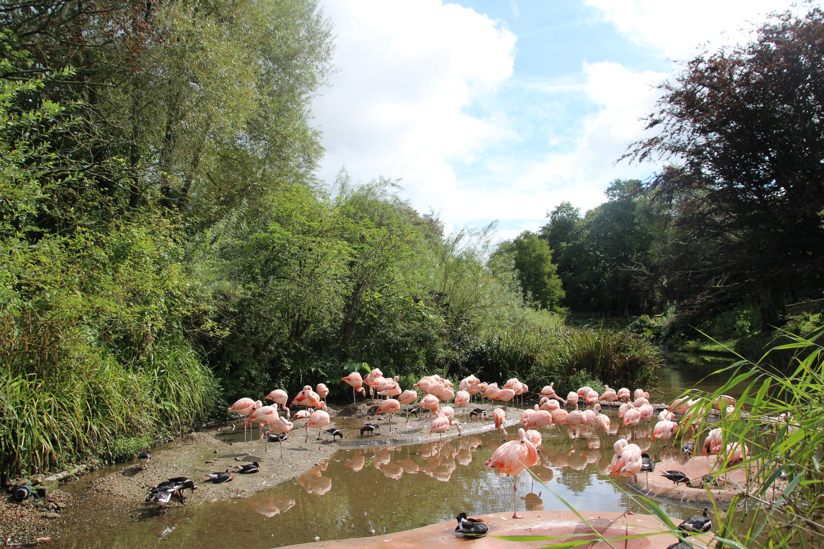 View Across Flamingo Lake