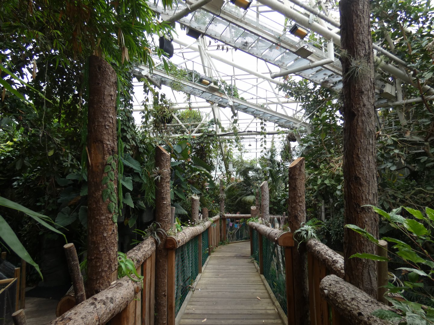 View across rainforest area (Plantasia Swansea)