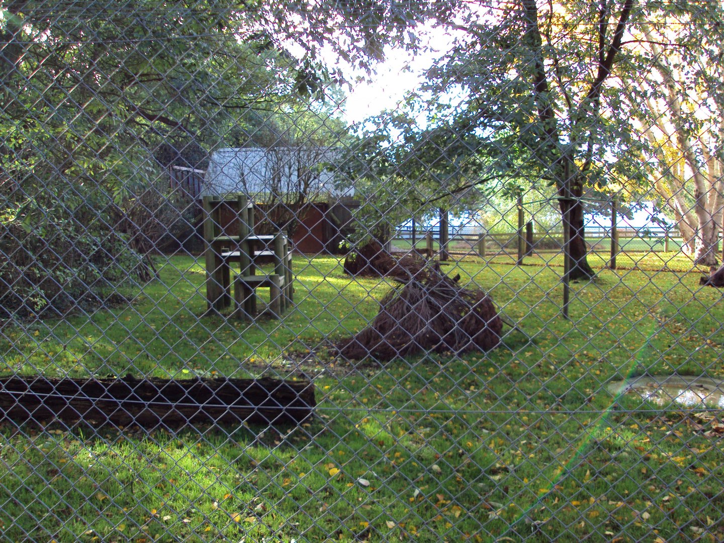 View across Serval enclosure 27/10/2019