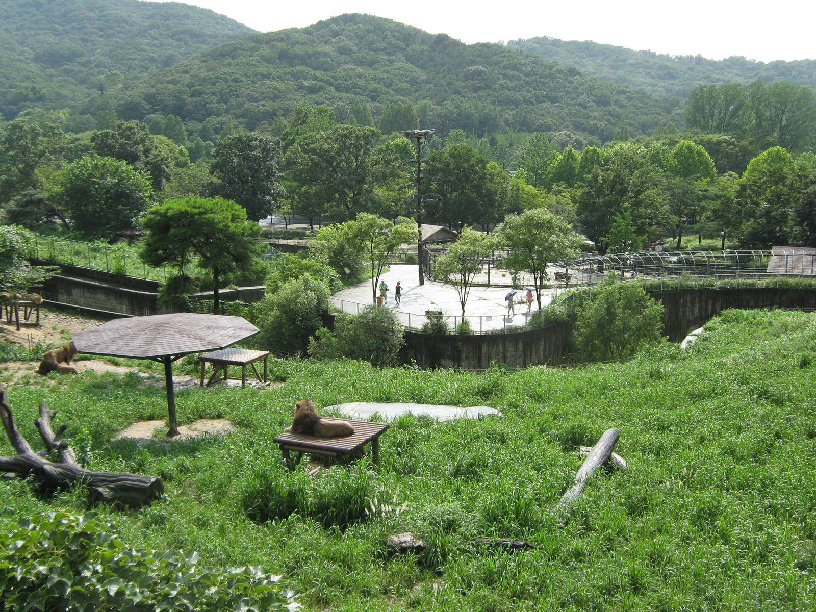 view across the lion enclosure